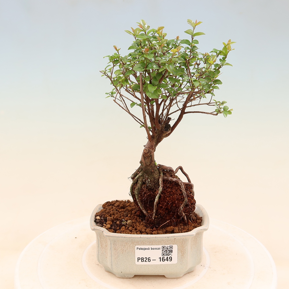 Kamerbonsai - Sageretia thea - Sageretia thea