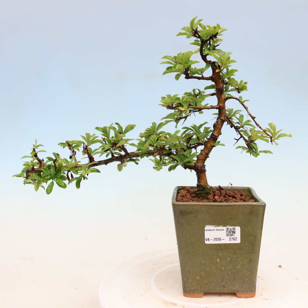 Buitenbonsai - Pyracantha teton - Vuurdoorn