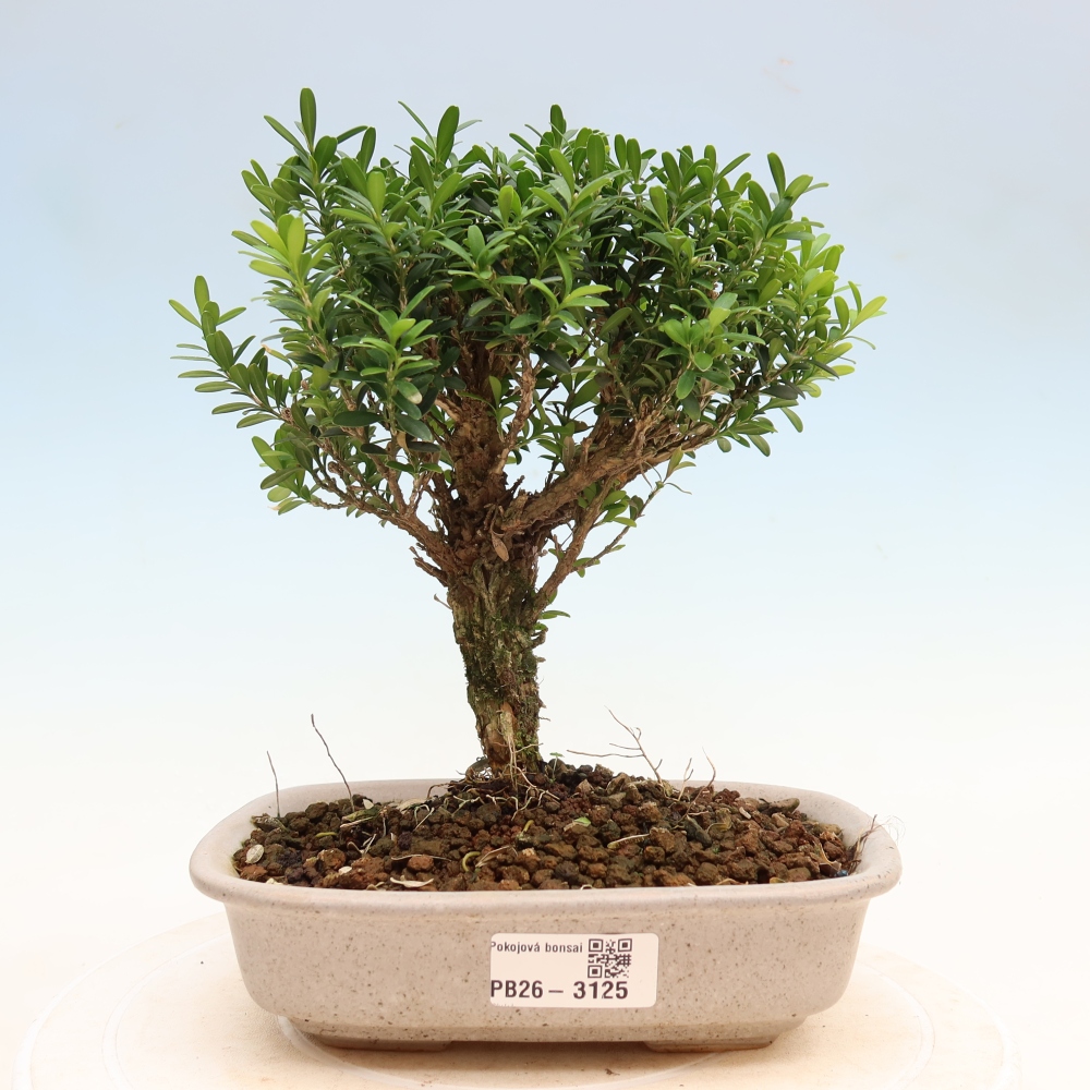 Kamerbonsai - Buxus harlandii - kurk buxus