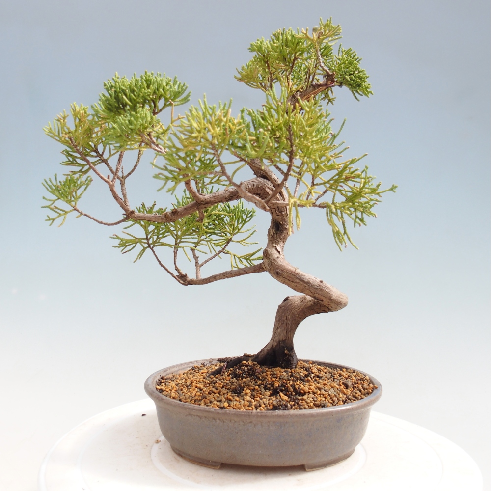 Bonsai voor buiten - Juniperus chinensis Kishu