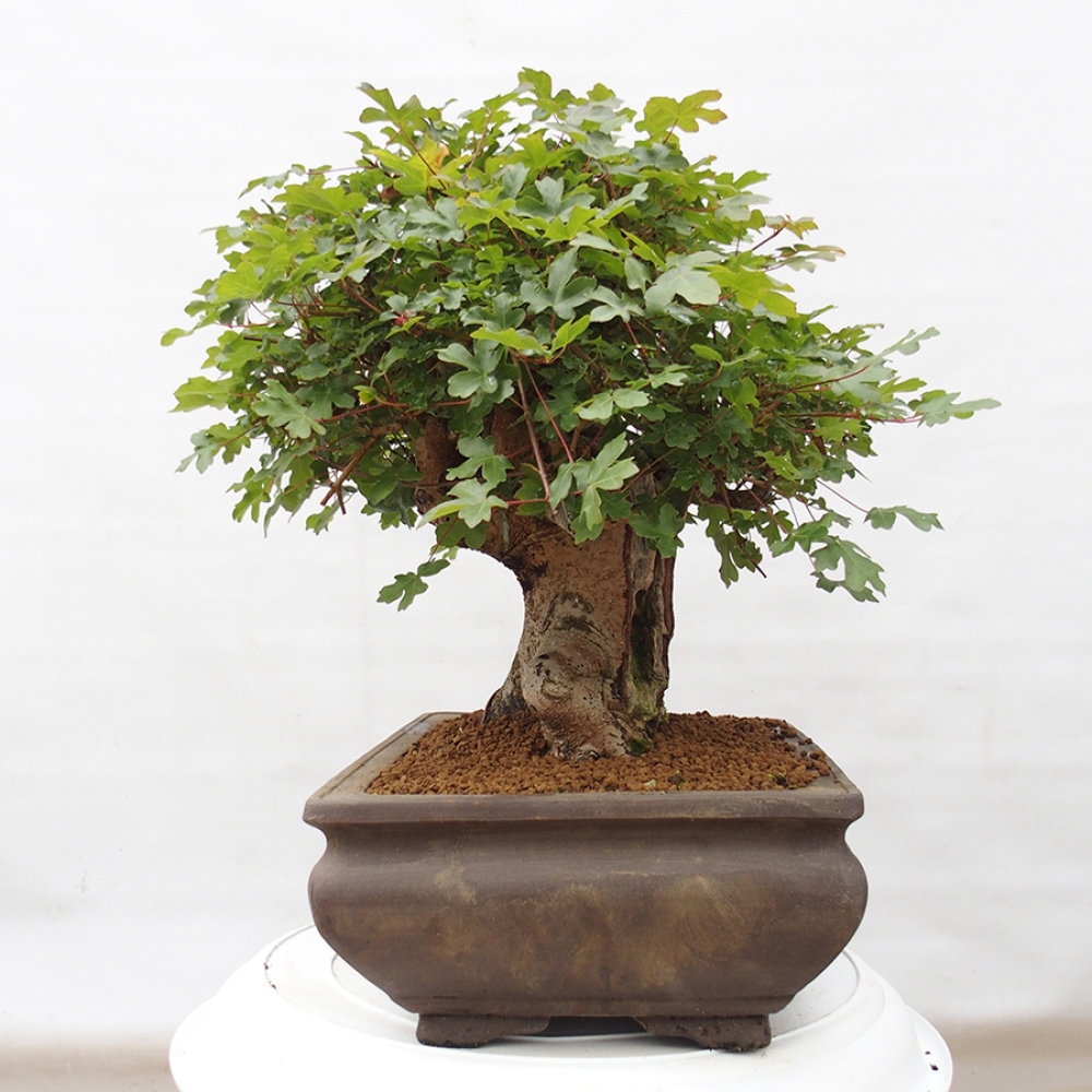 Bonsai voor buiten - Franse esdoorn - Acer Nonspessulanum