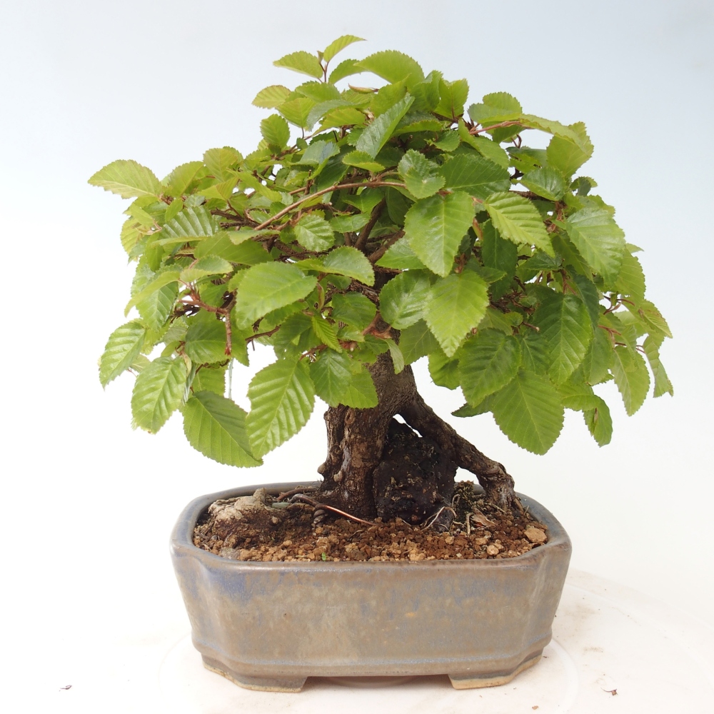 Bonsai voor buiten -Carpinus CARPINOIDES - Koreaanse haagbeuk