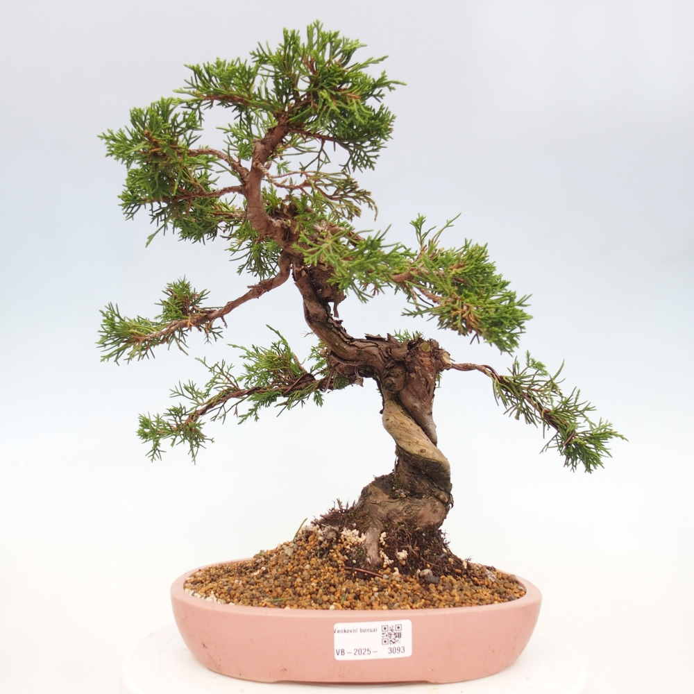 Bonsai voor buiten - Juniperus chinensis Itoigawa