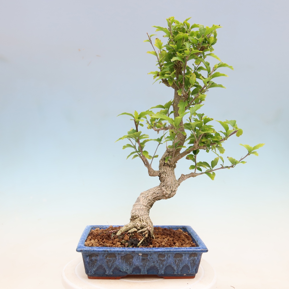 Bonsai voor buiten - Hibiscus syriacus - Syrische hibiscus