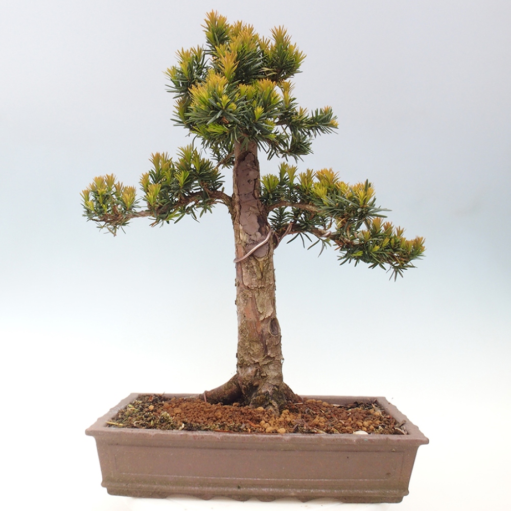 Bonsai voor buiten - Taxus cuspidata - Japanse Taxus