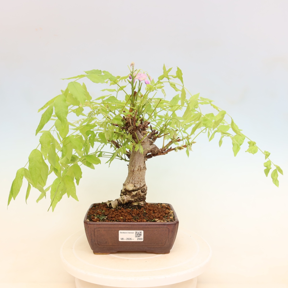 Bonsai voor buiten - Wisteria floribunda