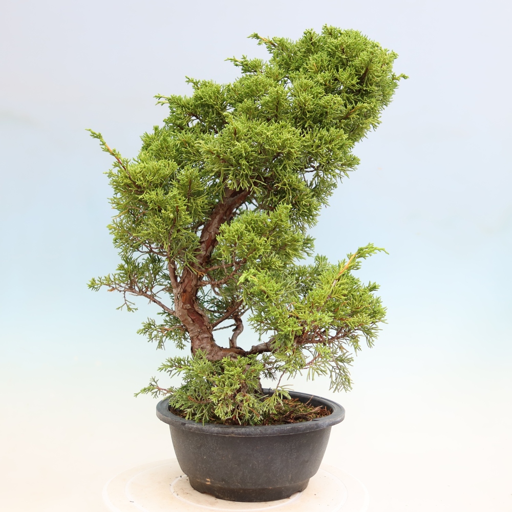 Bonsai voor buiten - Juniperus chinensis Itoigawa-Juniperus chinensis