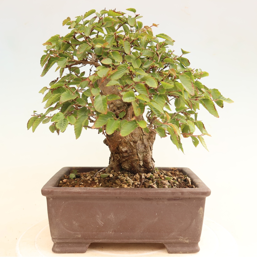 Bonsai voor buiten -Carpinus CARPINOIDES - Koreaanse haagbeuk