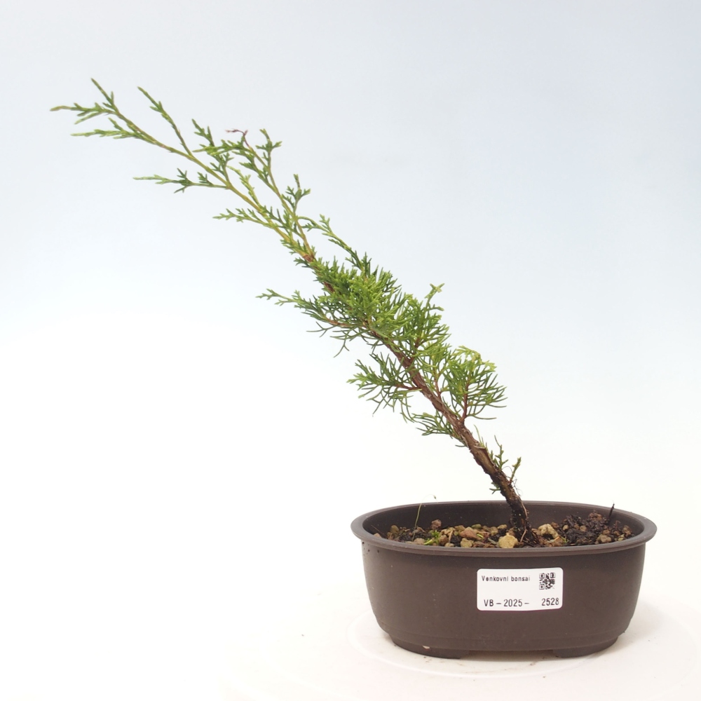 Bonsai voor buiten - Juniperus chinensis Itoigawa