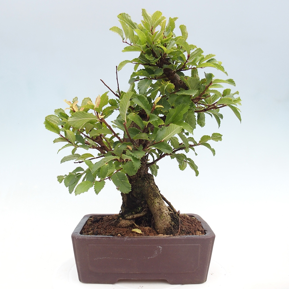 Bonsai voor buiten - Zelkova - Zelkova NIRE