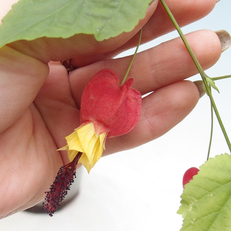 Bonsai voor binnen - Abutilon Big Bell - Cloudberry