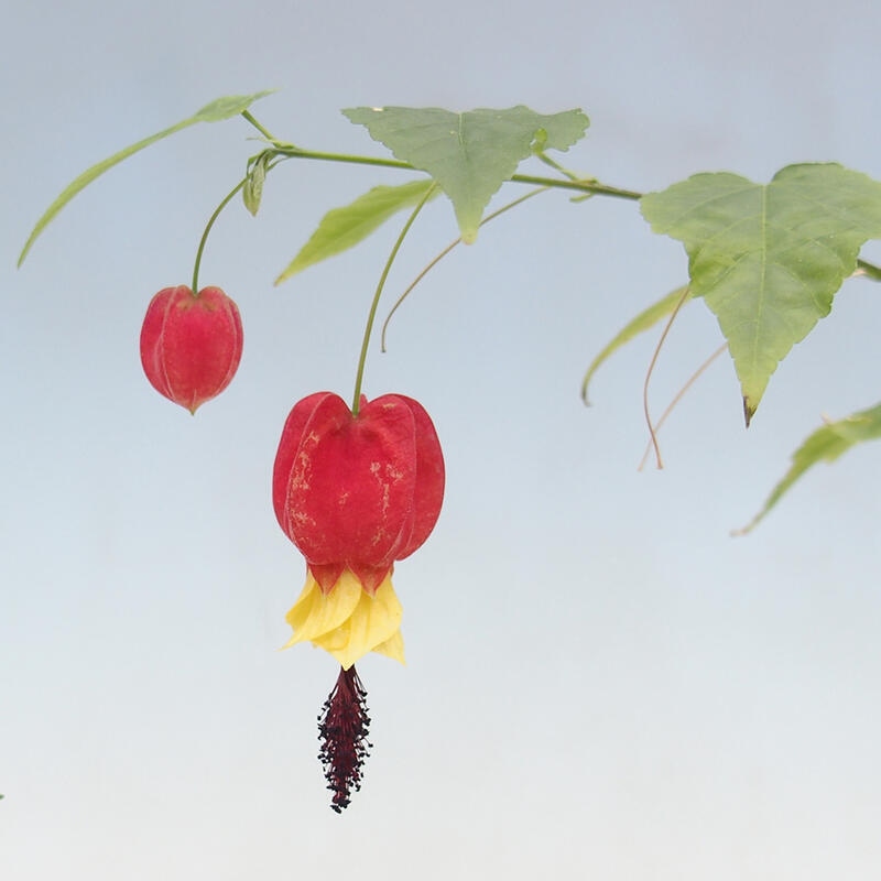 Bonsai voor binnen - Abutilon Big Bell - Cloudberry
