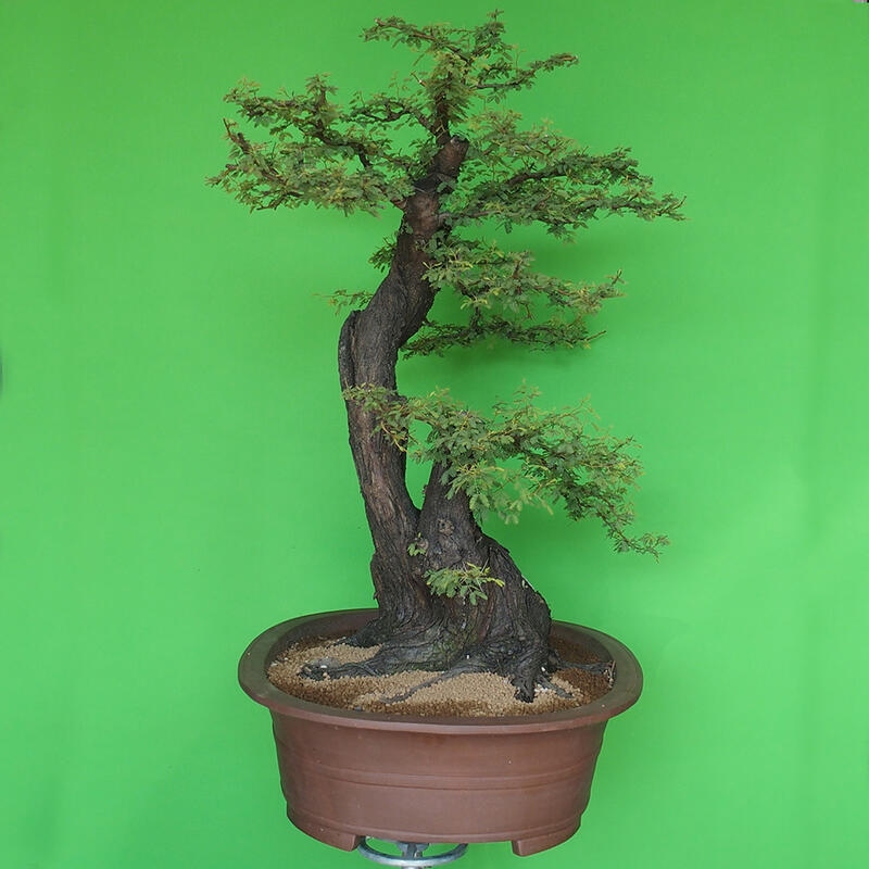 Kamerbonsai - Arabische acacia's
