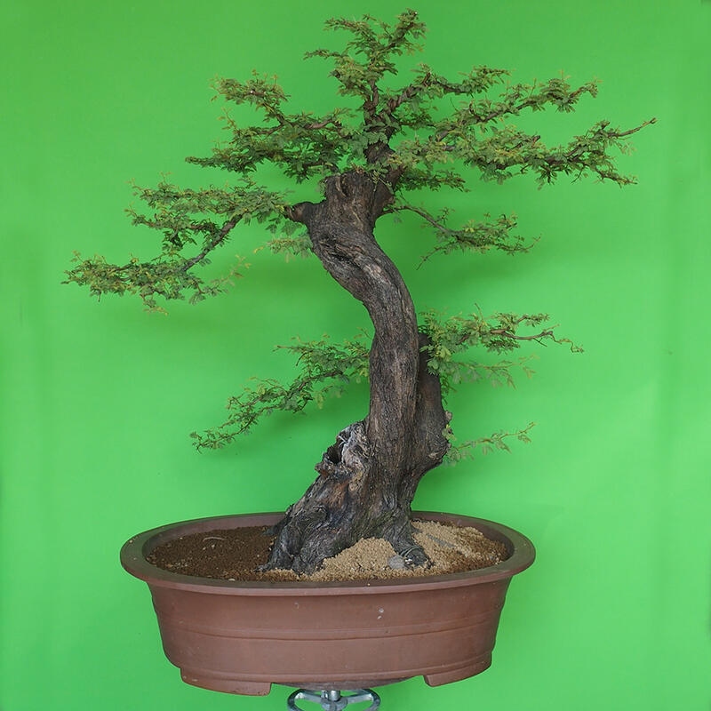 Kamerbonsai - Arabische acacia's