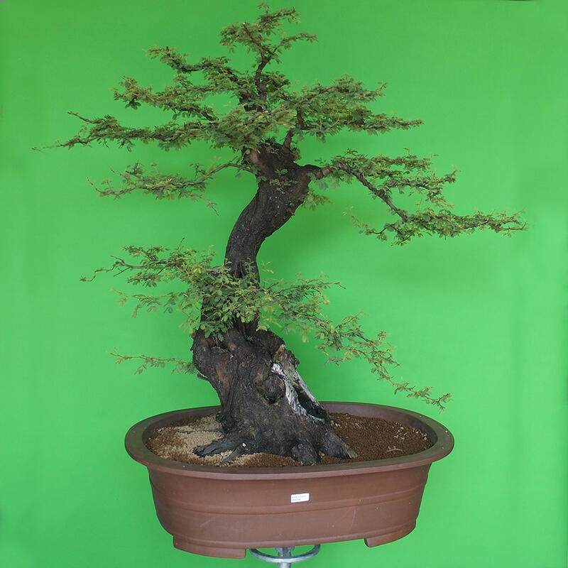 Kamerbonsai - Arabische acacia's