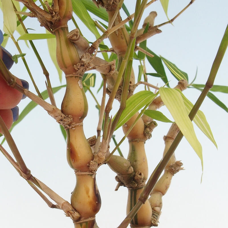 Kamerbonsai - Bamboe budha-Bamboe budha buik
