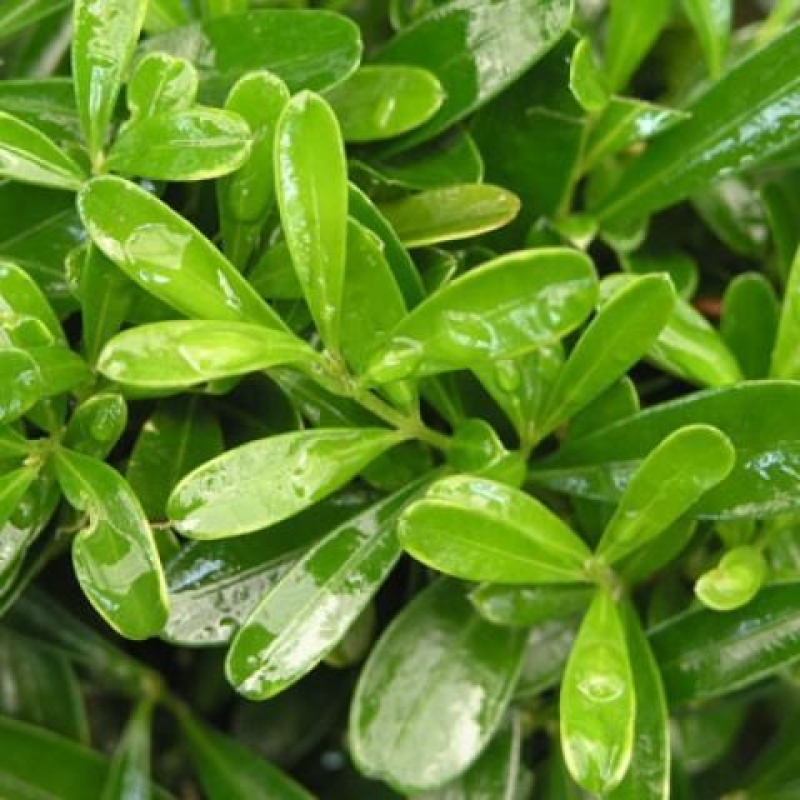 Kamerbonsai - Buxus harlandii - kurk buxus
