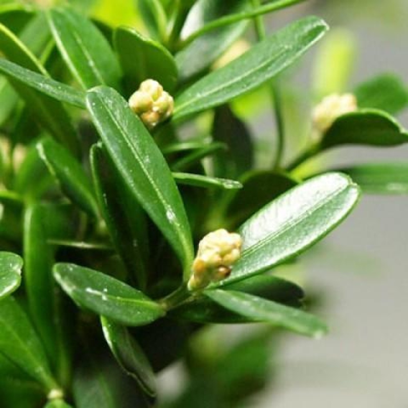 Kamerbonsai - Buxus harlandii - kurk buxus
