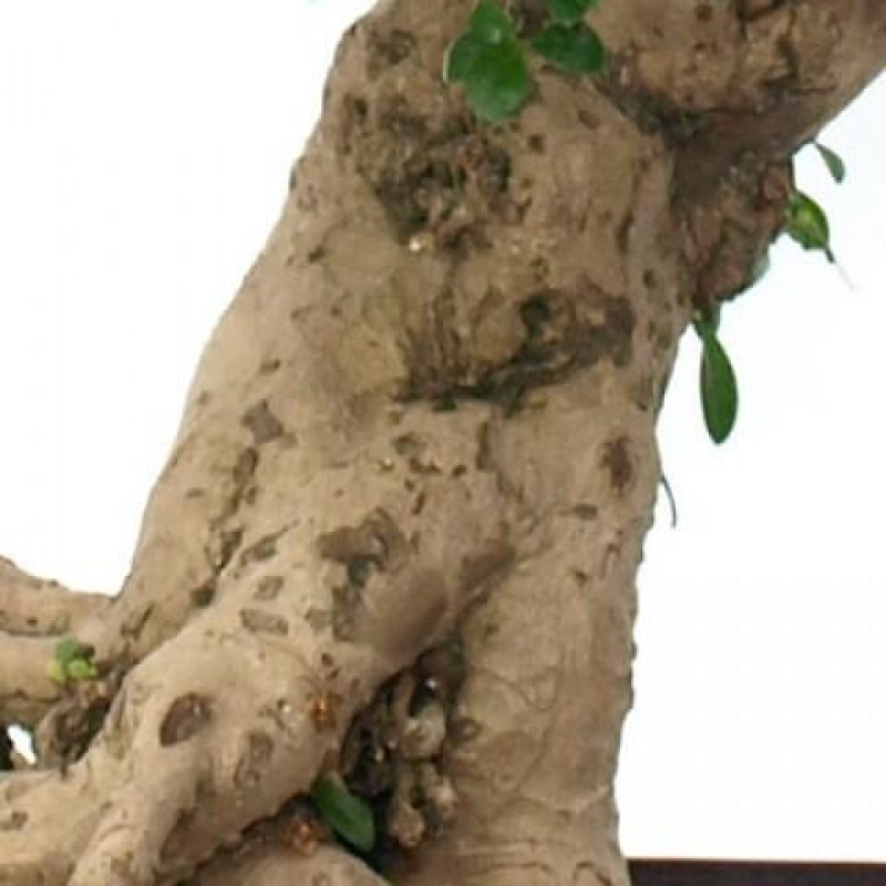 Kamerbonsai - Carmona macrophylla - Thee fuki