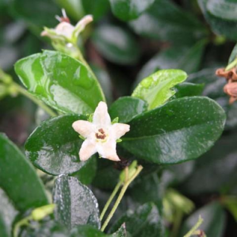 Kamerbonsai - Carmona macrophylla - Thee fuki