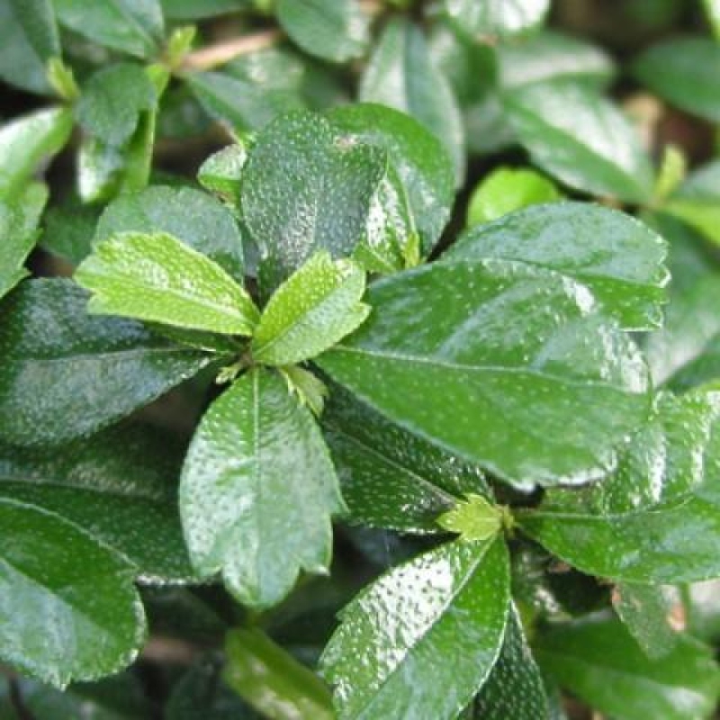 Kamerbonsai - Carmona macrophylla - Thee fuki