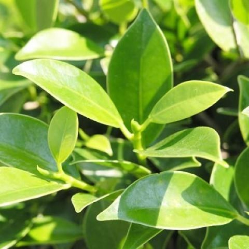 Kamerbonsai - Ficus kimmen - kleinbladige ficus