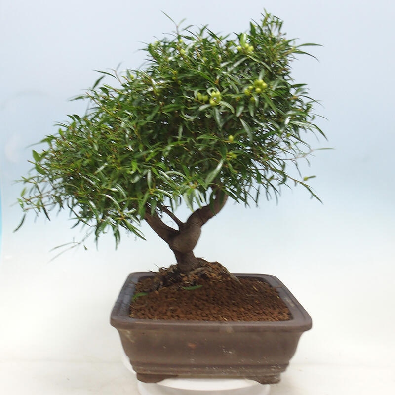 Kamerbonsai - Ficus nerifolia - kleinbladige ficus