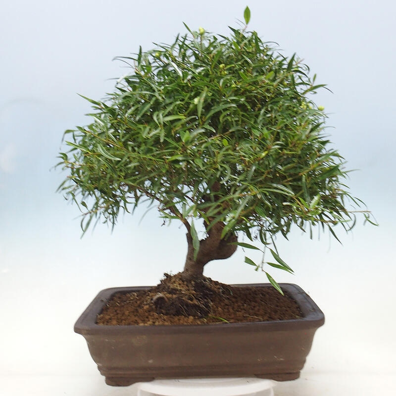Kamerbonsai - Ficus nerifolia - kleinbladige ficus