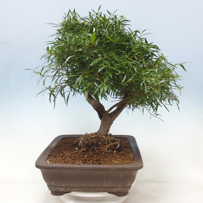 Kamerbonsai - Ficus nerifolia - kleinbladige ficus