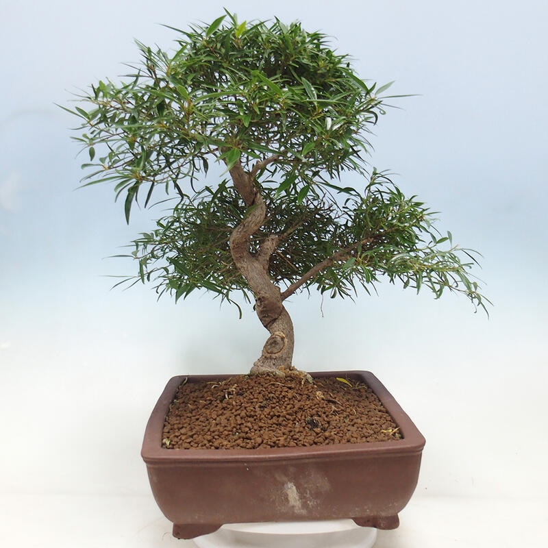 Kamerbonsai - Ficus nerifolia - kleinbladige ficus