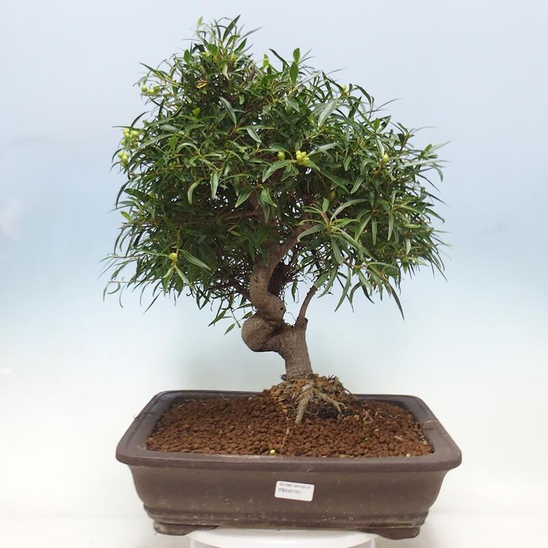 Kamerbonsai - Ficus nerifolia - kleinbladige ficus
