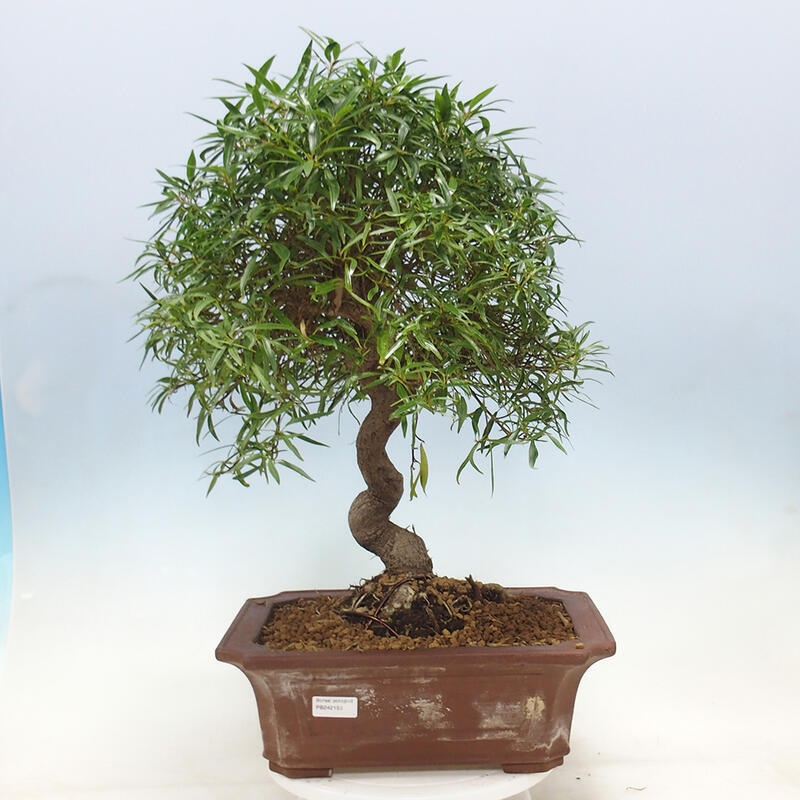 Kamerbonsai - Ficus nerifolia - kleinbladige ficus