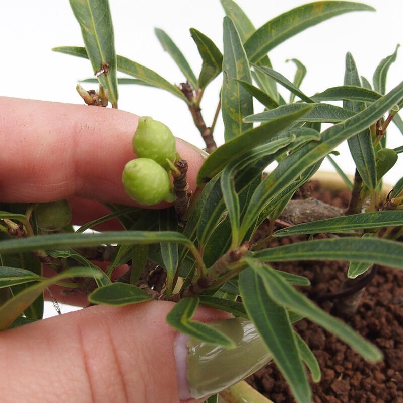 Kamerbonsai - Ficus nerifolia - kleinbladige ficus