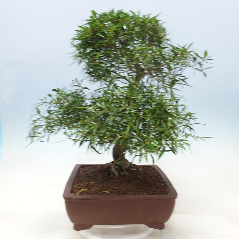 Kamerbonsai - Ficus nerifolia - kleinbladige ficus