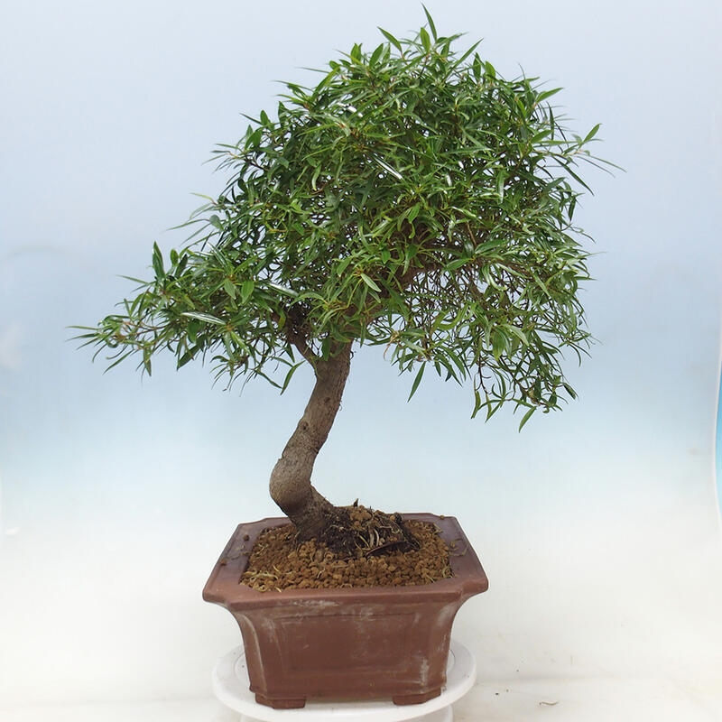 Kamerbonsai - Ficus nerifolia - kleinbladige ficus