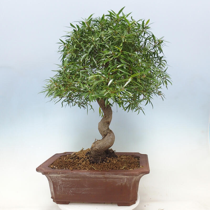 Kamerbonsai - Ficus nerifolia - kleinbladige ficus