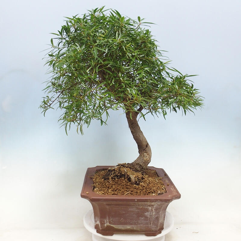 Kamerbonsai - Ficus nerifolia - kleinbladige ficus