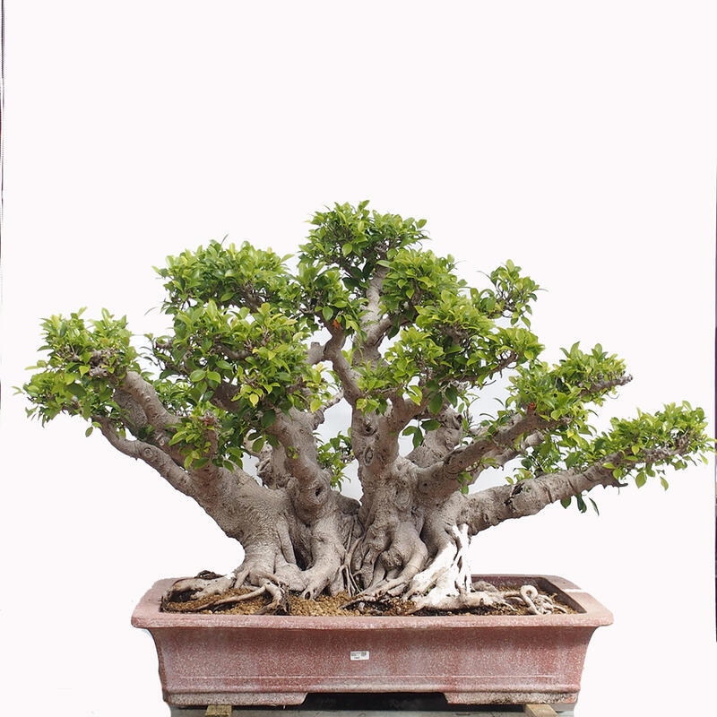 Kamerbonsai - Ficus retusa - kleinbladige ficus