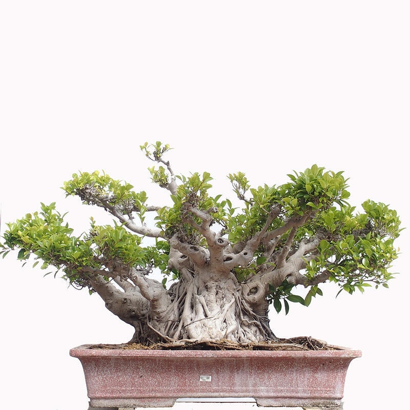 Kamerbonsai - Ficus retusa - kleinbladige ficus