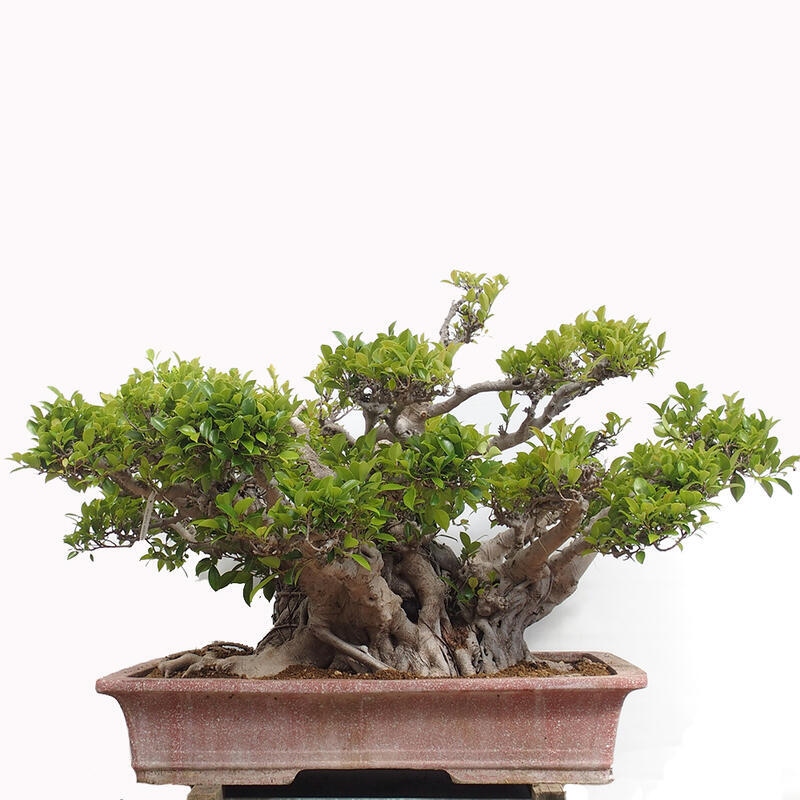 Kamerbonsai - Ficus retusa - kleinbladige ficus
