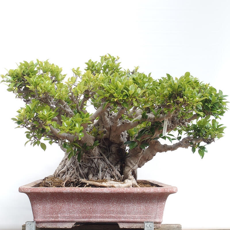 Kamerbonsai - Ficus retusa - kleinbladige ficus