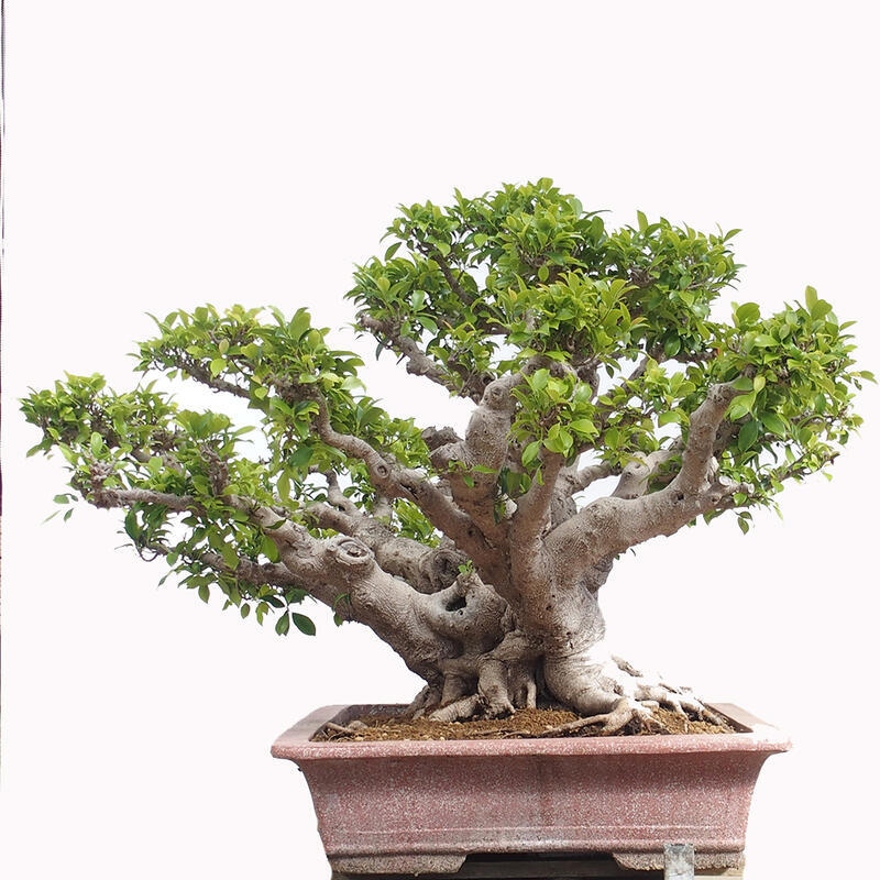 Kamerbonsai - Ficus retusa - kleinbladige ficus