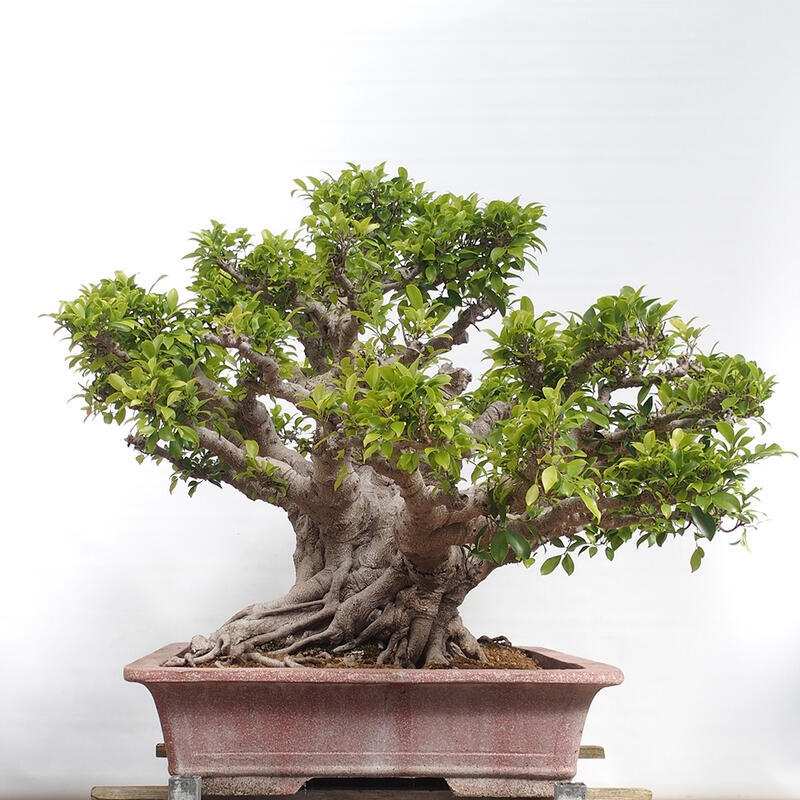 Kamerbonsai - Ficus retusa - kleinbladige ficus