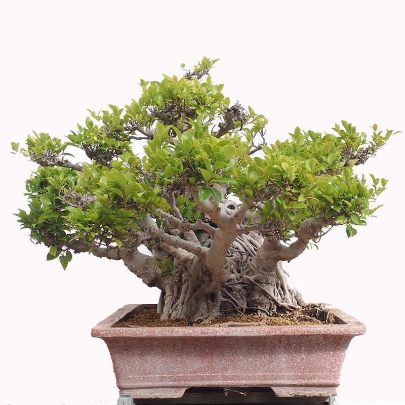 Kamerbonsai - Ficus retusa - kleinbladige ficus