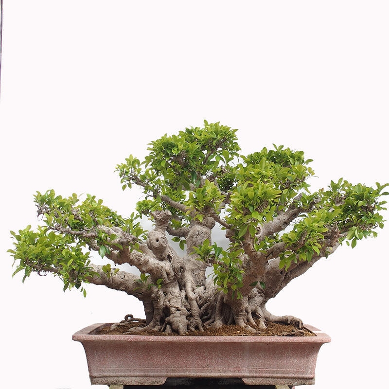 Kamerbonsai - Ficus retusa - kleinbladige ficus