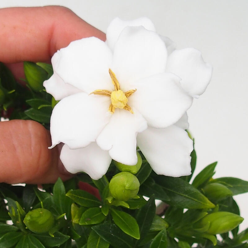 Kamerbonsai - Gardenia jasminoides-Gardenia