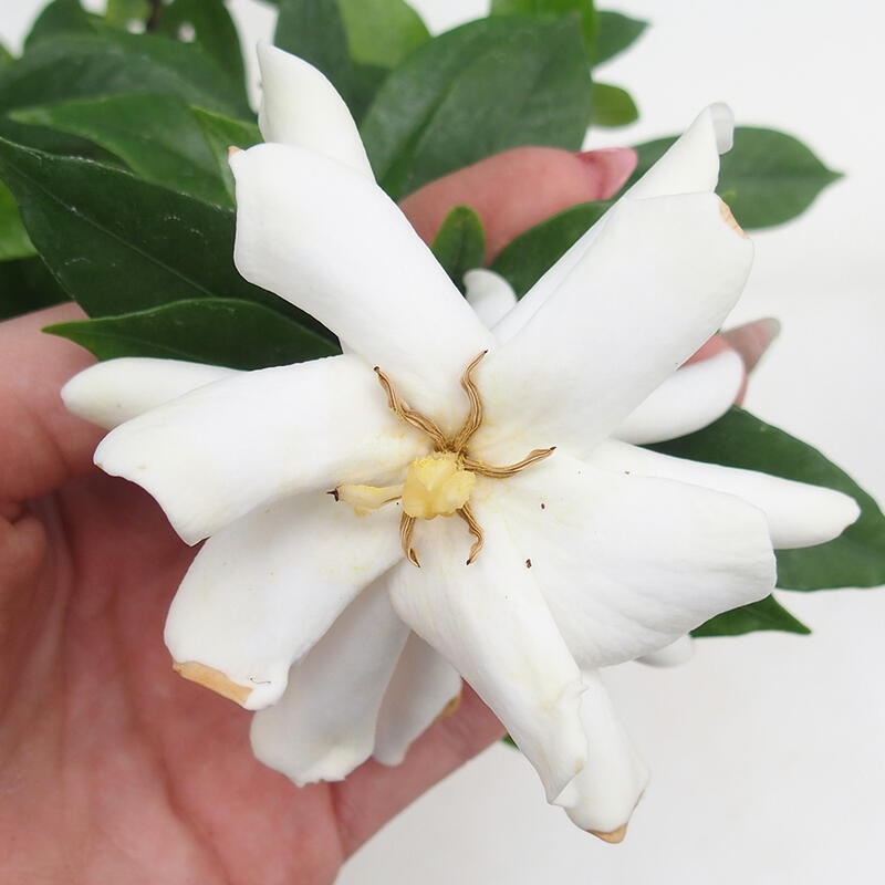 Kamerbonsai - Gardenia jasminoides-Gardenia