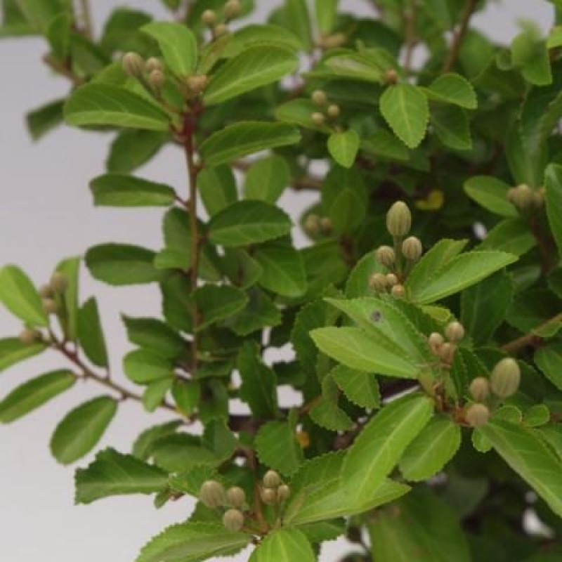 Kamerbonsai – Grewia occidentalis – Lavendel-sterbloem