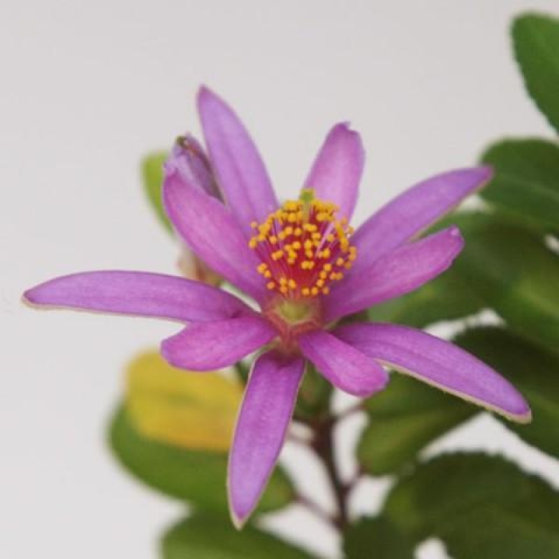 Kamerbonsai – Grewia occidentalis – Lavendel-sterbloem