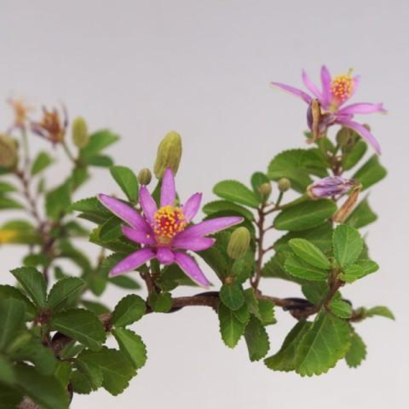 Kamerbonsai – Grewia occidentalis – Lavendel-sterbloem